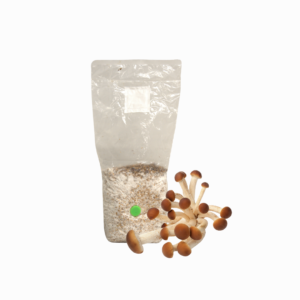 Pioppino Mushroom Grain Spawn Bag